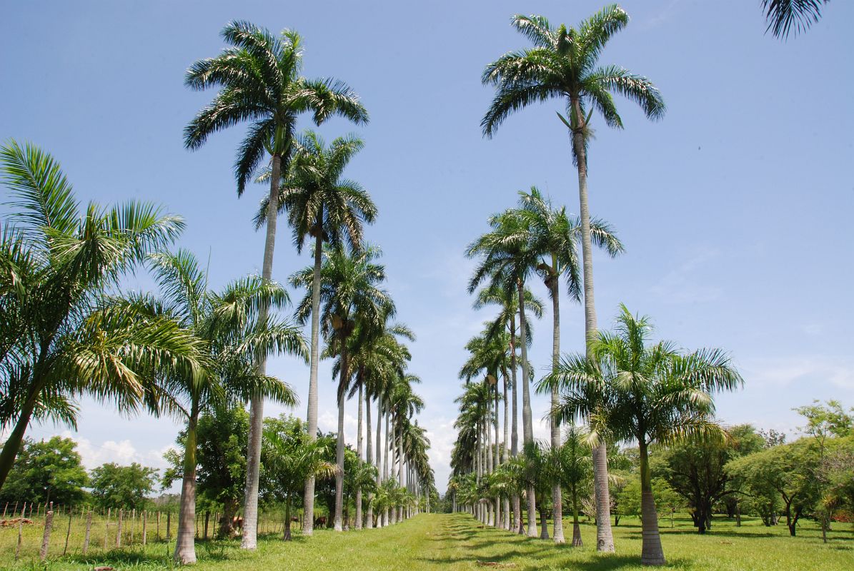 51 Cuba - Cienfuegos - Jardin Botanico - Garden Drive Royal Palms